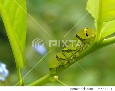 以檸檬葉為食的燕尾幼蟲 94384484