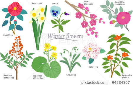 Simple winter flower illustration material 94384507