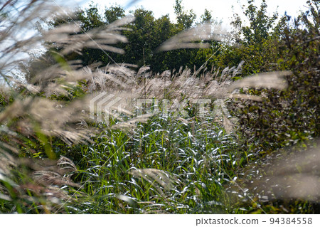 Japanese pampas grass field at Onimedai observatory in Okayama prefecture Japanese pampas grass field at Onimedai observatory in Okayama prefecture 94384558