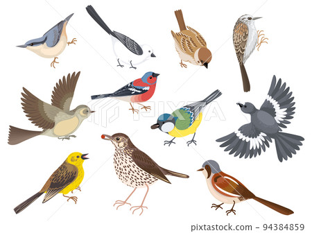 Cartoon Birds Icon Set 94384859