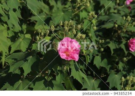 Pink Suifou flowers blooming in Japanese autumn park 94385234