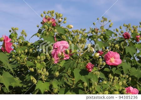 Pink Suifou flowers blooming in Japanese autumn park 94385236