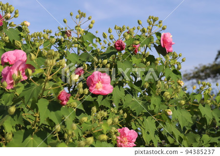 Pink Suifou flowers blooming in Japanese autumn park 94385237