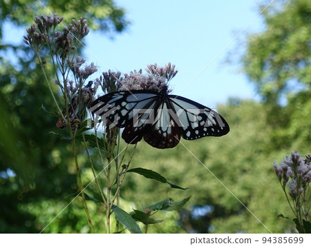 板栗虎蝴蝶蝴蝶 94385699
