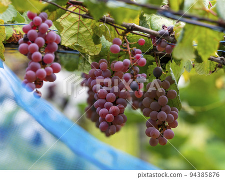 Autumn vineyard with ripe grapes Autumn vineyard with ripe grapes 94385876
