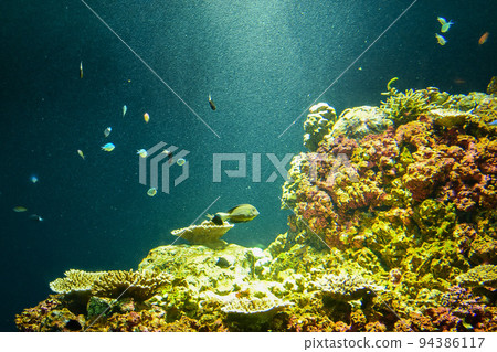 underwater with light underwater with light 94386117