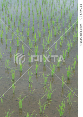 種植水稻後水稻種植的形象 94386933