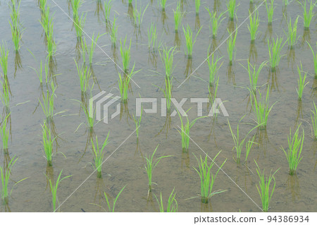 種植水稻後水稻種植的形象 種植水稻後水稻種植的形象 94386934