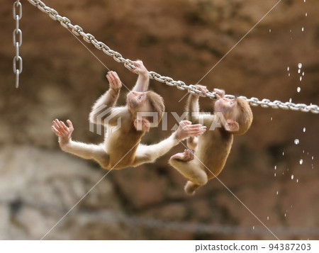 Baby rhesus monkey walking a tightrope chain Baby rhesus monkey walking a tightrope chain 94387203