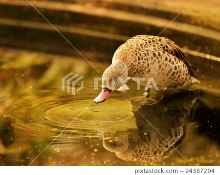 red-billed teal drinking water red-billed teal drinking water 94387204