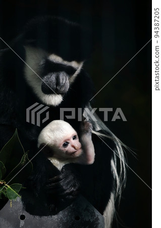 Abyssinian colobus mother holding her white baby 94387205