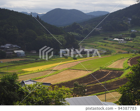 Rice field after harvesting rice Rice field after harvesting rice 94387783