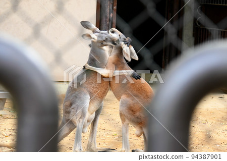 兩隻袋鼠擁抱 94387901