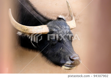 水牛頭從牆上出來 94387902