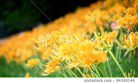 黃色彼岸花八丹田公園,高濱市 黃色彼岸花八丹田公園,高濱市 94388144