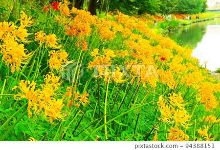 黃色彼岸花八丹田公園，高濱市 94388151