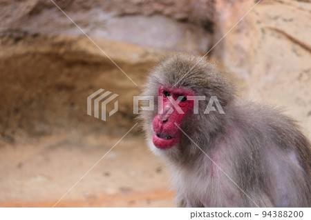 紅臉日本獼猴 紅臉日本獼猴 94388200