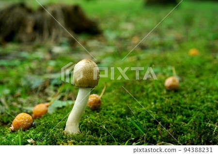 mushrooms growing on moss 94388231