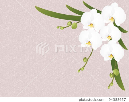 蝴蝶蘭，白色，框架 94388657