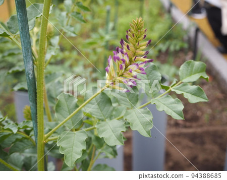 Licorice Ural licorice Licorice Ural licorice 94388685