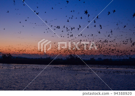 大雁和天鵝在夕陽下歸巢 94388920