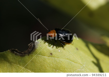 蔬菜害蟲,蠶豆葉上的黃瓜甲蟲 蔬菜害蟲,蠶豆葉上的黃瓜甲蟲 94389211