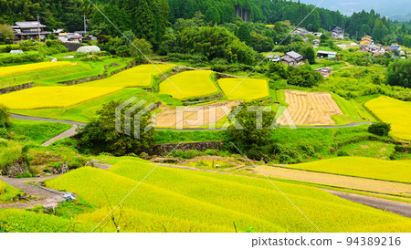 Top 100 Terraced Rice Fields Sakaori Rice Terraces in Autumn Top 100 Terraced Rice Fields Sakaori Rice Terraces in Autumn 94389216