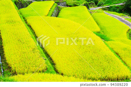 Top 100 Terraced Rice Fields Sakaori Rice Terraces in Autumn Top 100 Terraced Rice Fields Sakaori Rice Terraces in Autumn 94389220