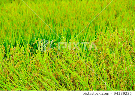 Top 100 Terraced Rice Fields Sakaori Rice Terraces in Autumn Top 100 Terraced Rice Fields Sakaori Rice Terraces in Autumn 94389225