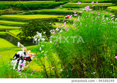 Top 100 Terraced Rice Fields Sakaori Rice Terraces in Autumn Top 100 Terraced Rice Fields Sakaori Rice Terraces in Autumn 94389249