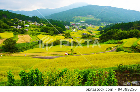 Top 100 Terraced Rice Fields Sakaori Rice Terraces in Autumn Top 100 Terraced Rice Fields Sakaori Rice Terraces in Autumn 94389250