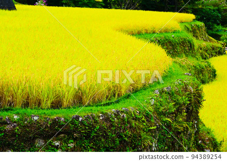 Top 100 Terraced Rice Fields Sakaori Rice Terraces in Autumn Top 100 Terraced Rice Fields Sakaori Rice Terraces in Autumn 94389254