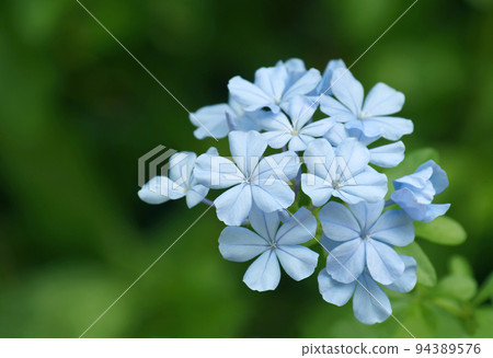 Ruri Matsuri 94389576