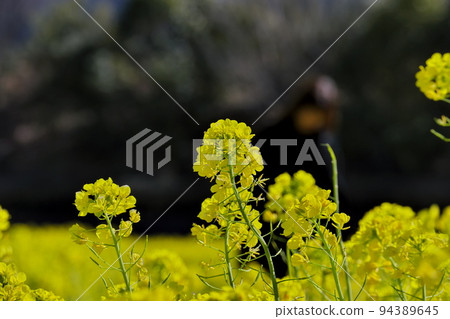 Close-up of rape blossoms in a wide rape field 94389645