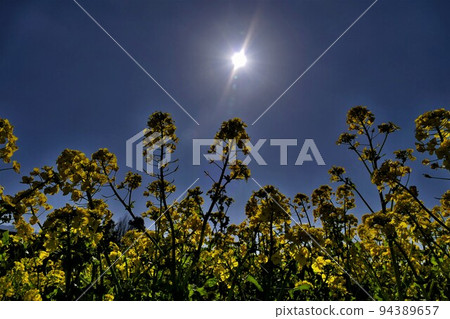 在晴朗的天空中,被背光的太陽照亮的油菜花 在晴朗的天空中,被背光的太陽照亮的油菜花 94389657