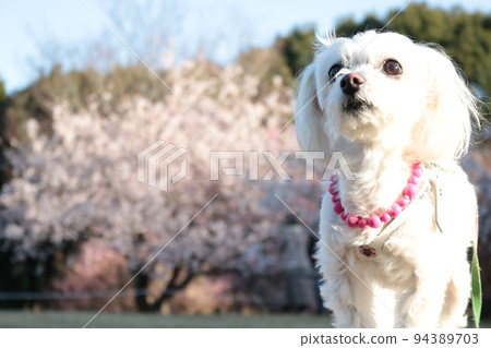Cherry blossom and white dog Cherry blossom and white dog 94389703