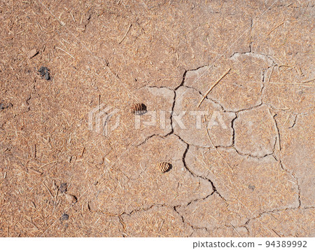 Dried fir needles red on dry soil in forest, photographed close up. Natural disaster 94389992