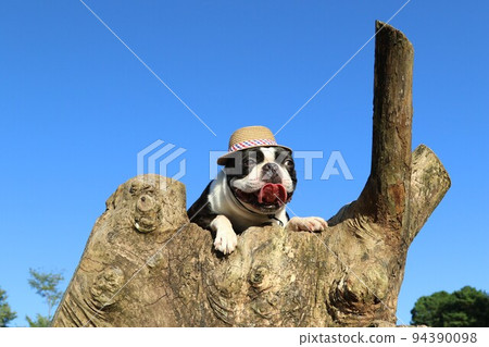 2022Mighty-kun, a cute Boston terrier with a straw hat looking out at the woodland in Aigo no Sato, Hatoyama, the happiest town in Japan 2022Mighty-kun, a cute Boston terrier with a straw hat looking out at the woodland in Aigo no Sato, Hatoyama, the happiest town in Japan 94390098