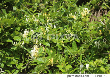 Sweet scented honeysuckle flower Sweet scented honeysuckle flower 94390139