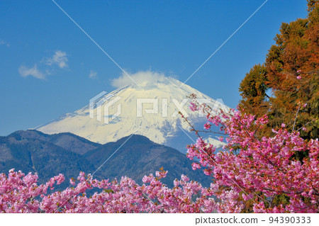 松田櫻花祭・透過深粉色的河津櫻花眺望富士山・神奈川縣足柄神區松田町(4) 松田櫻花祭・透過深粉色的河津櫻花眺望富士山・神奈川縣足柄神區松田町(4) 94390333