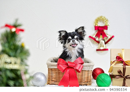 吉娃娃的聖誕節 94390334