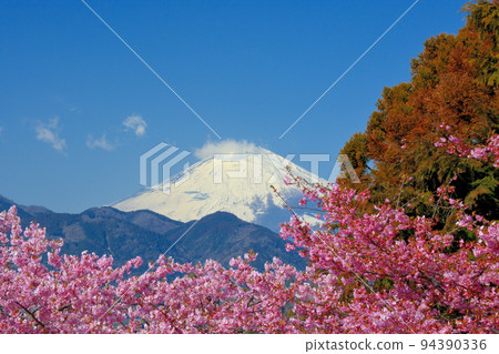 松田櫻花祭・透過深粉紅色的河津櫻花眺望富士山・神奈川縣足柄上郡松田町(5) 94390336