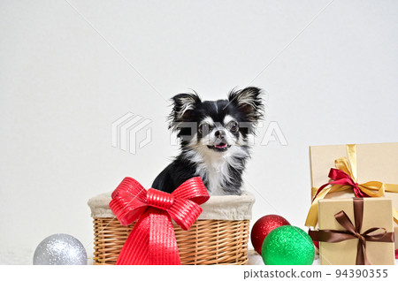 Chihuahua's Christmas Chihuahua's Christmas 94390355