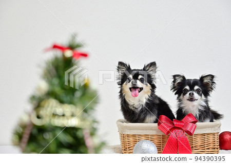 Christmas with a friendly Chihuahua with a cute smile 94390395
