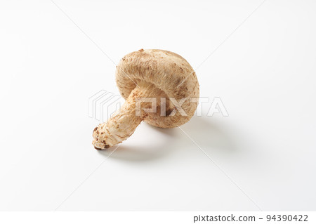Mushroom white background image Mushroom white background image 94390422