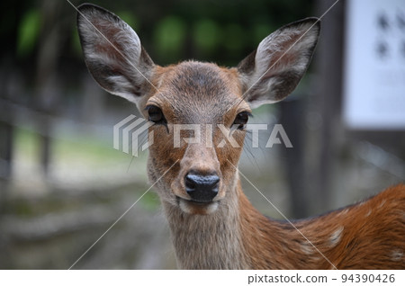 相機的眼睛的鹿 相機的眼睛的鹿 94390426
