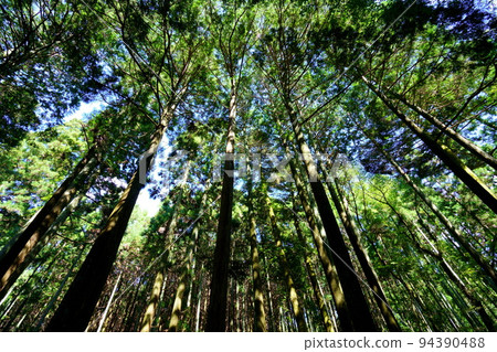 Kasugayama Primeval Forest Giant Tree Forest Kasugayama Primeval Forest Giant Tree Forest 94390488
