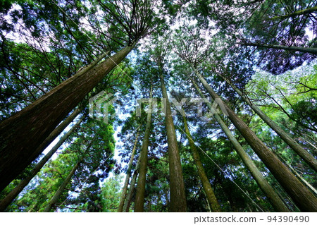 Kasugayama Primeval Forest Giant Tree Forest Kasugayama Primeval Forest Giant Tree Forest 94390490