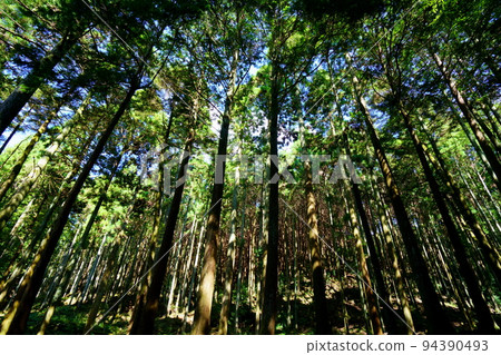 Kasugayama Primeval Forest Giant Tree Forest 94390493