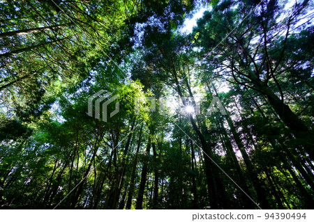 Kasugayama Primeval Forest Giant Tree Forest 94390494